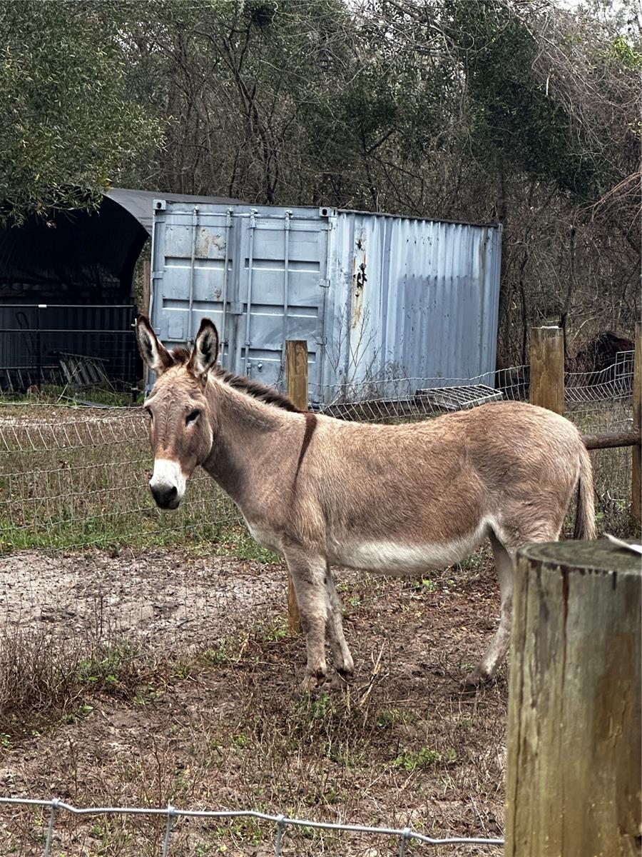 1478 E C 462, WILDWOOD, FL, 34785