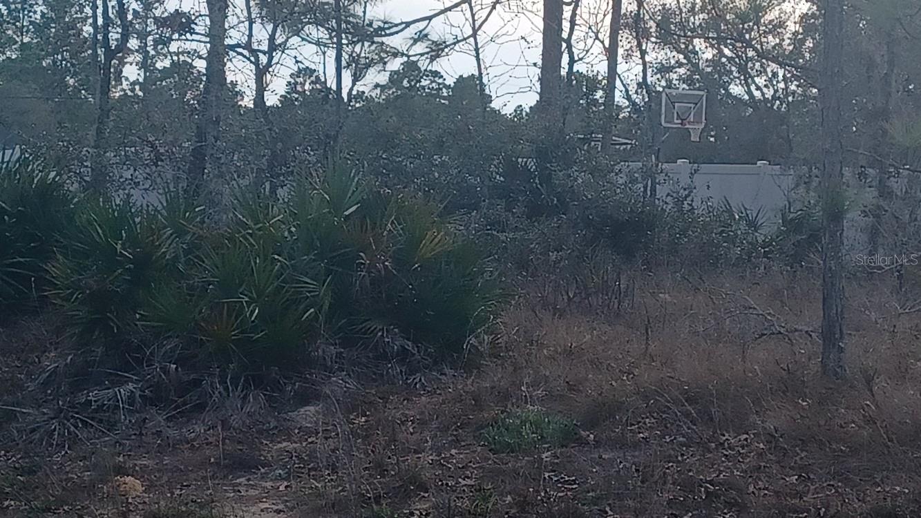 13 ENGLISH PARROT, BROOKSVILLE, FL, 34614