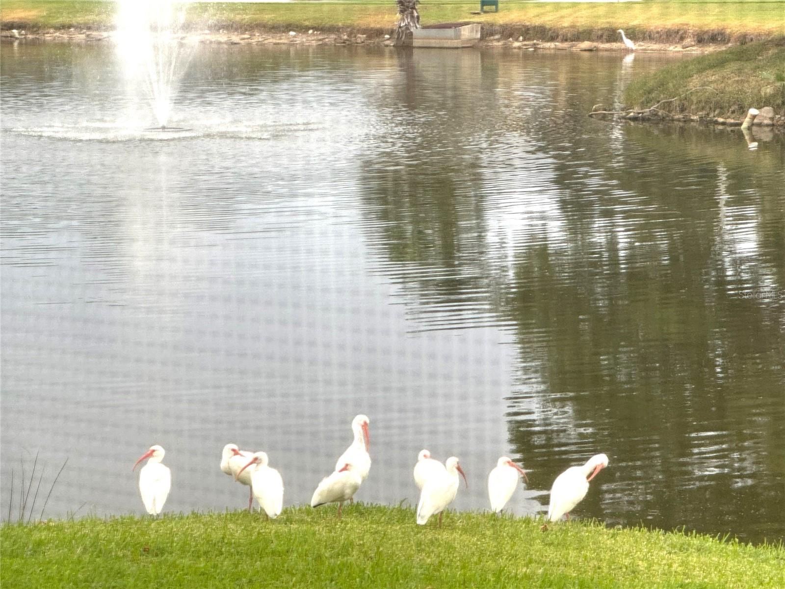 811 CHRISTINA CIR, OLDSMAR, FL, 34677