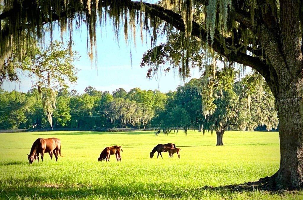 4 ASH RADIAL, OCALA, FL, 34472