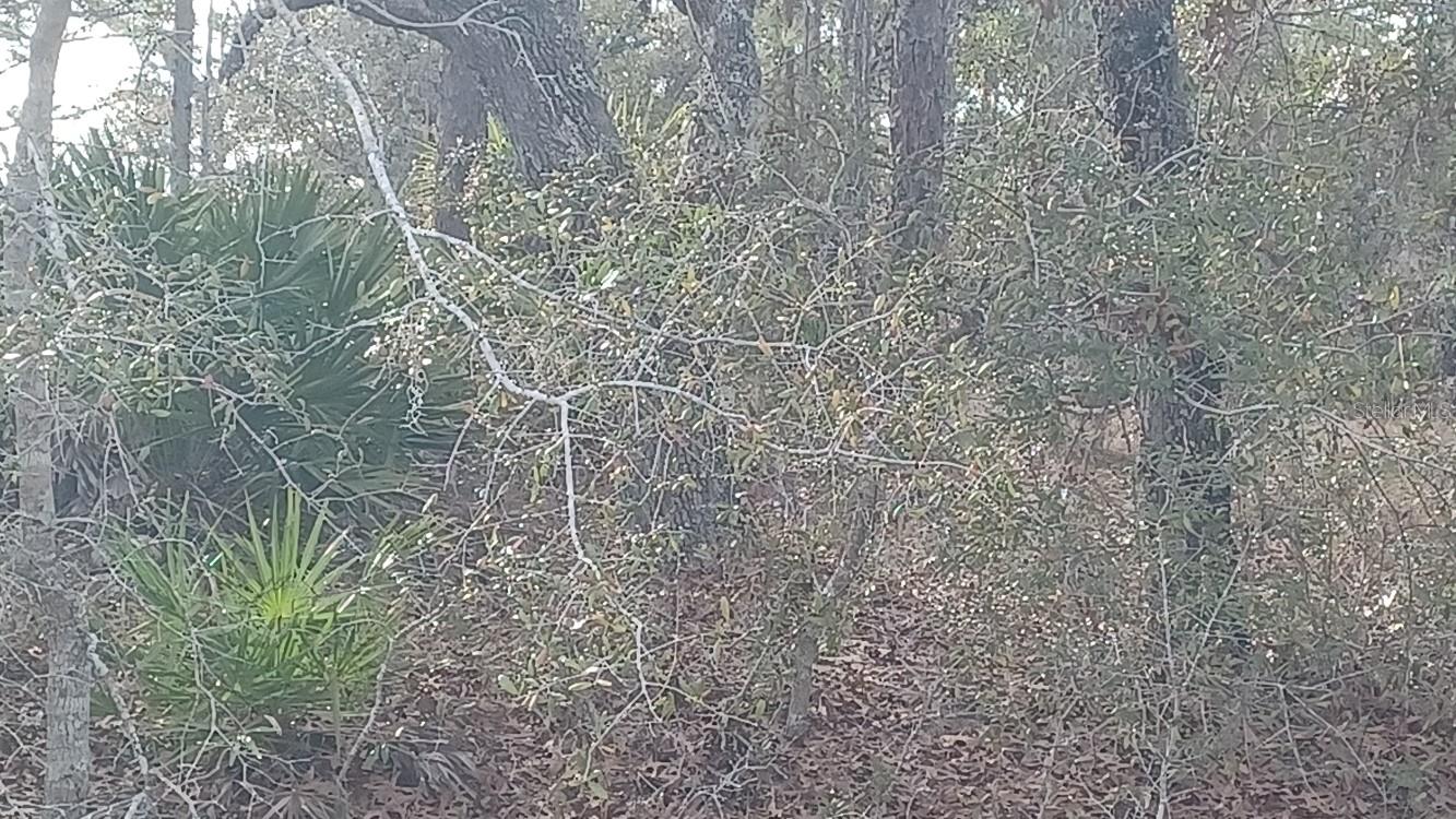 14 ENGLISH PARROT, BROOKSVILLE, FL, 34614