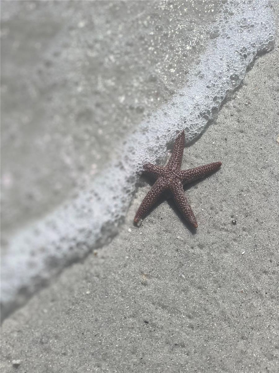 LOTS 216 & 217 RAINBOW RD, VENICE, FL, 34293