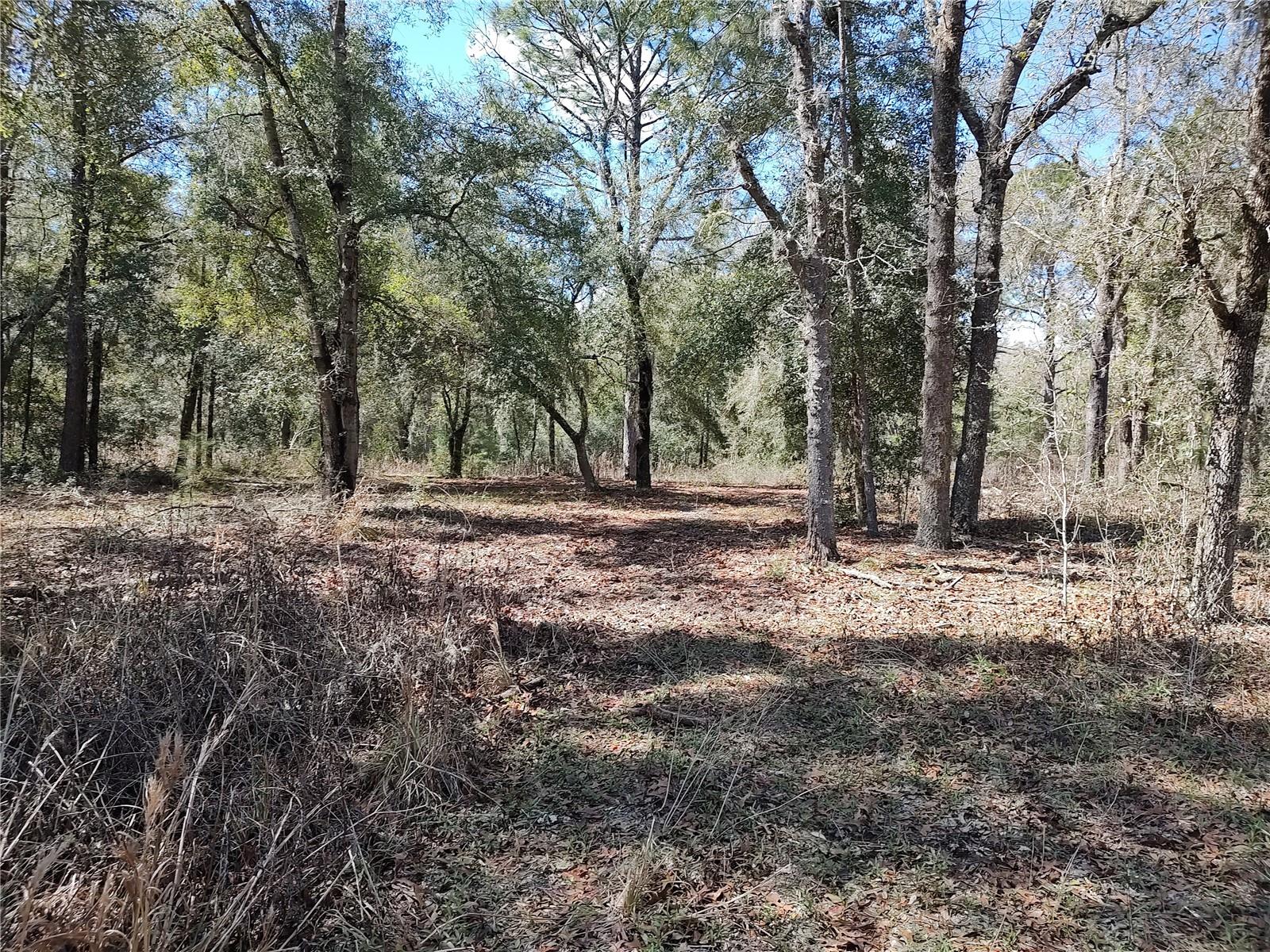 1546 SW 153RD CT SW, OCALA, FL, 34481