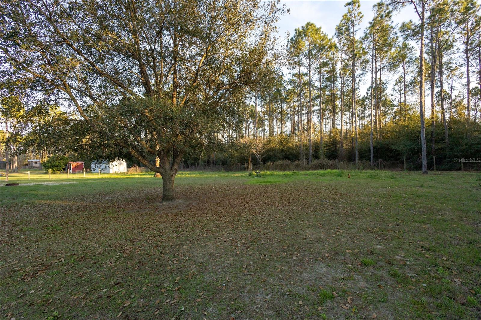 831 SE 11TH PL, WILLISTON, FL, 32696