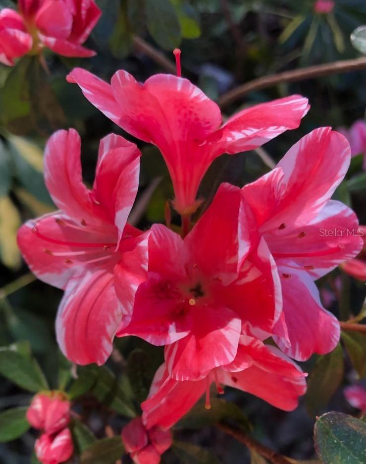 290 BIRCH AVE, ORANGE CITY, FL, 32763