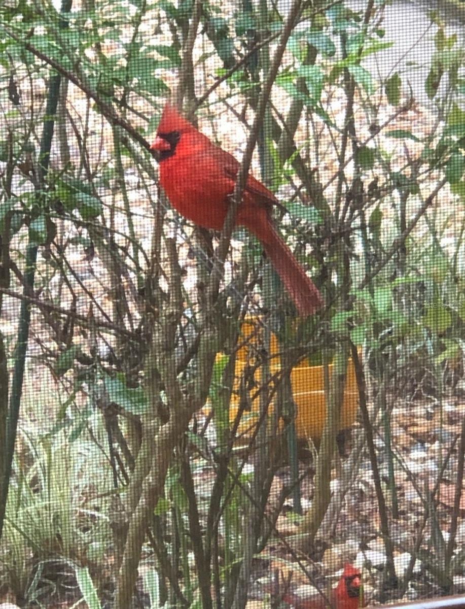 290 BIRCH AVE, ORANGE CITY, FL, 32763