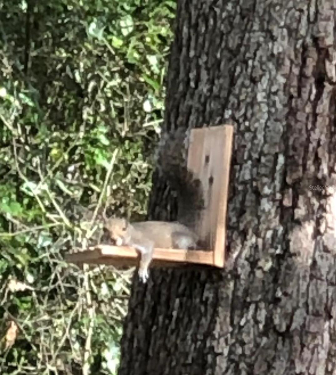 290 BIRCH AVE, ORANGE CITY, FL, 32763