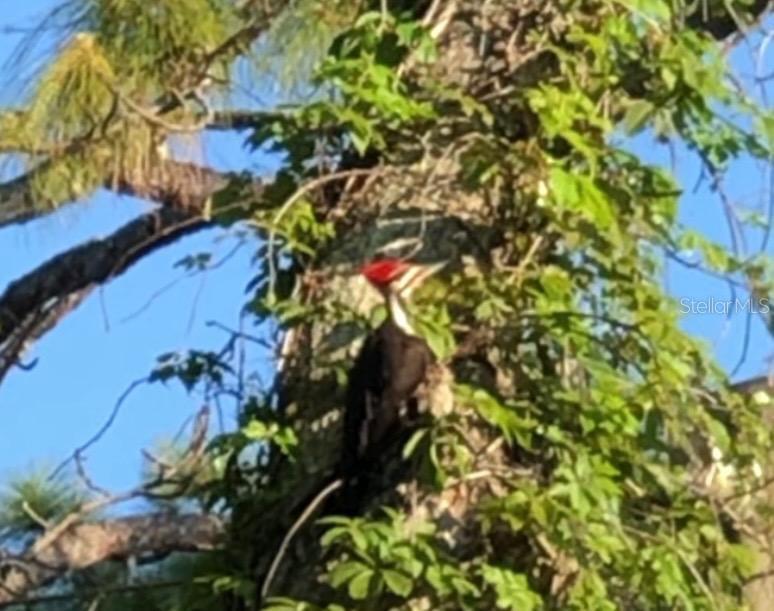 290 BIRCH AVE, ORANGE CITY, FL, 32763