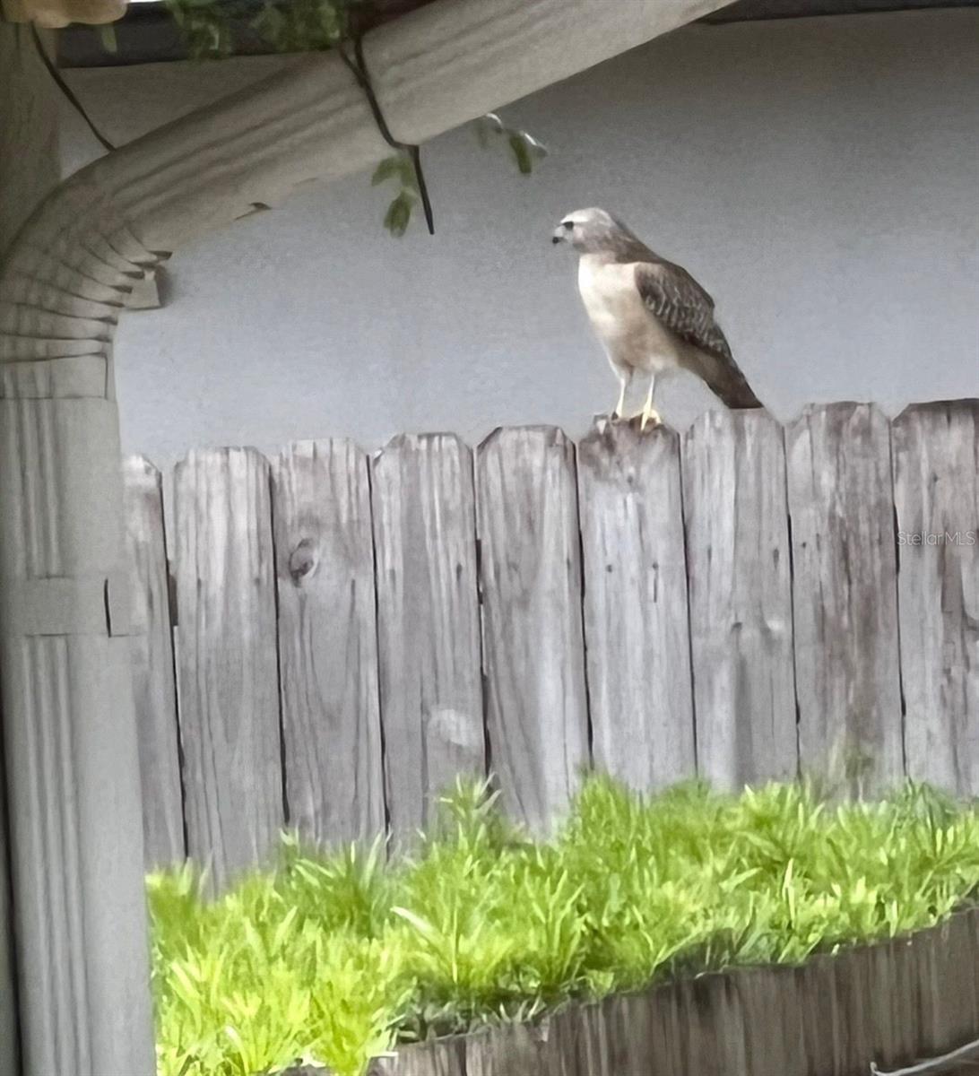 290 BIRCH AVE, ORANGE CITY, FL, 32763