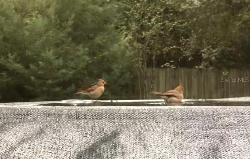 290 BIRCH AVE, ORANGE CITY, FL, 32763