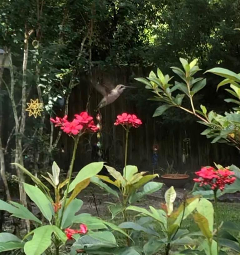 290 BIRCH AVE, ORANGE CITY, FL, 32763