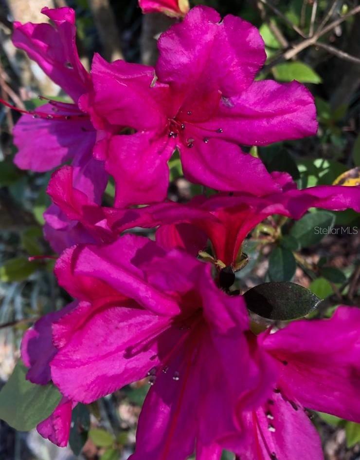 290 BIRCH AVE, ORANGE CITY, FL, 32763