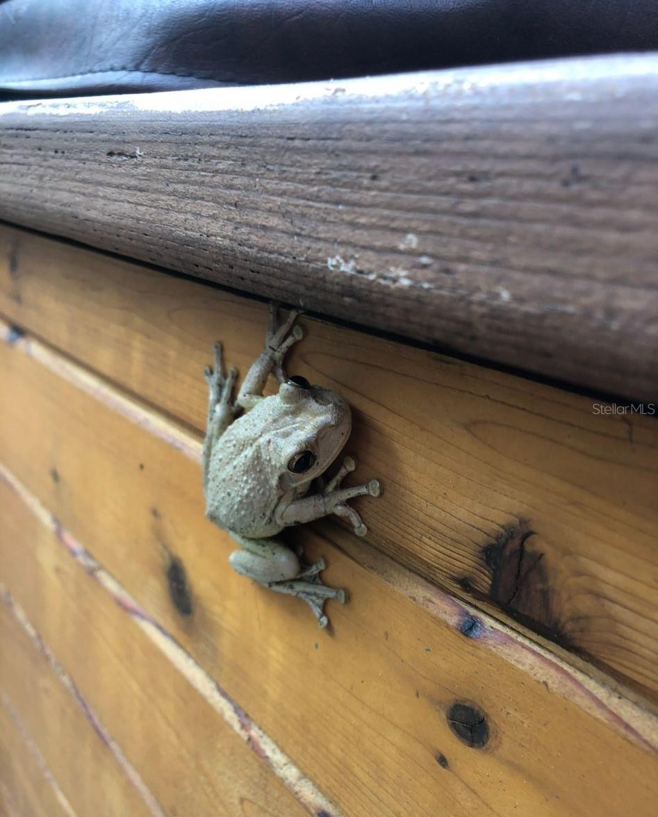 290 BIRCH AVE, ORANGE CITY, FL, 32763