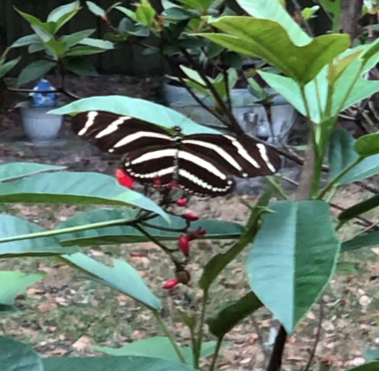 290 BIRCH AVE, ORANGE CITY, FL, 32763