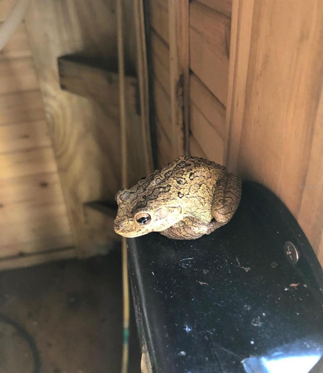 290 BIRCH AVE, ORANGE CITY, FL, 32763