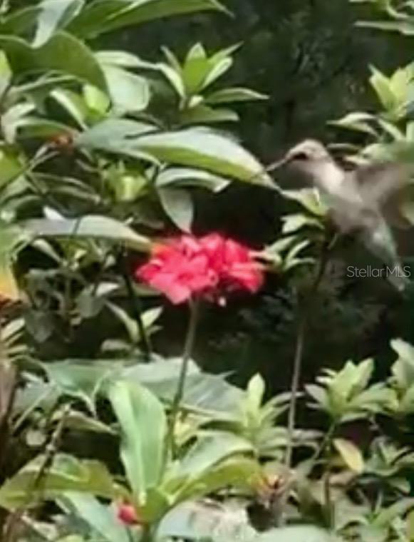 290 BIRCH AVE, ORANGE CITY, FL, 32763