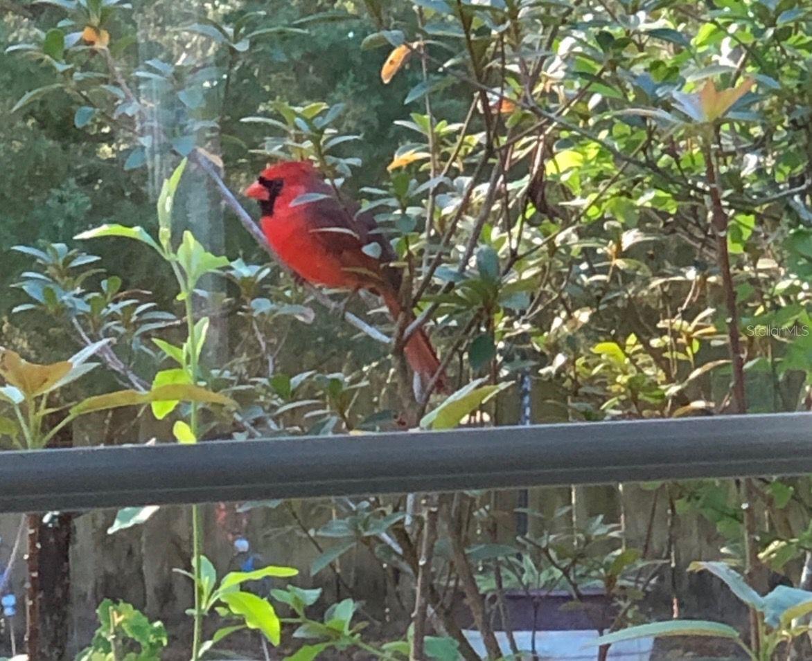 290 BIRCH AVE, ORANGE CITY, FL, 32763