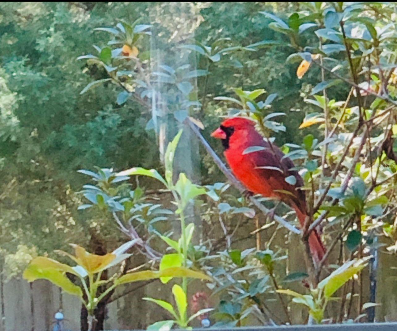 290 BIRCH AVE, ORANGE CITY, FL, 32763