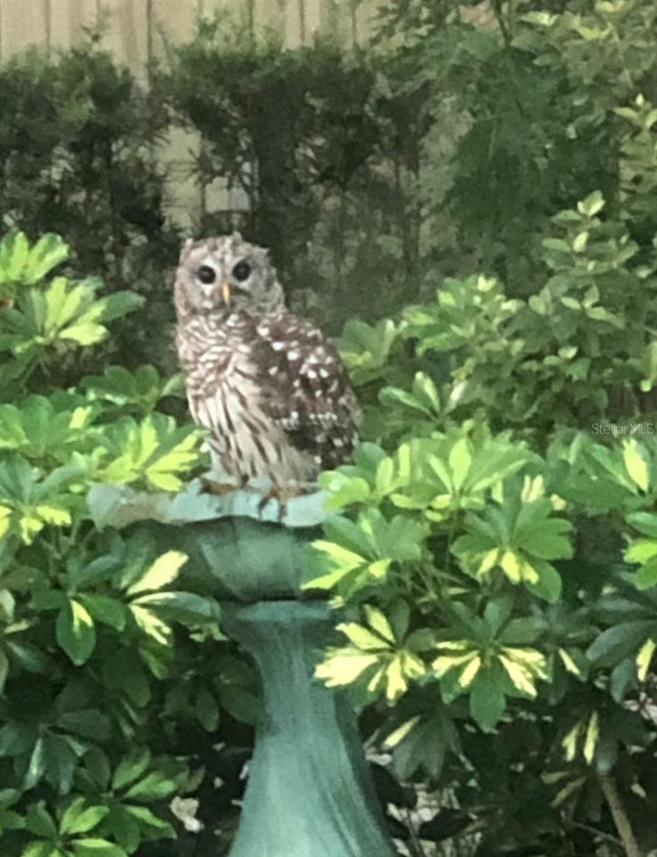 290 BIRCH AVE, ORANGE CITY, FL, 32763