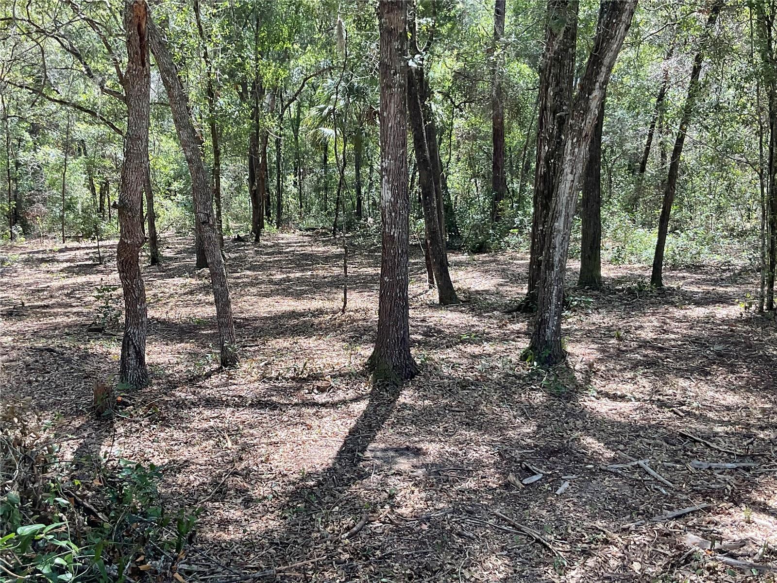 00 OAK ST, HAWTHORNE, FL, 32640