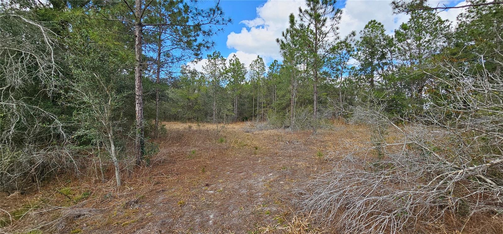 11617 DUDA RD, HUDSON, FL, 34667
