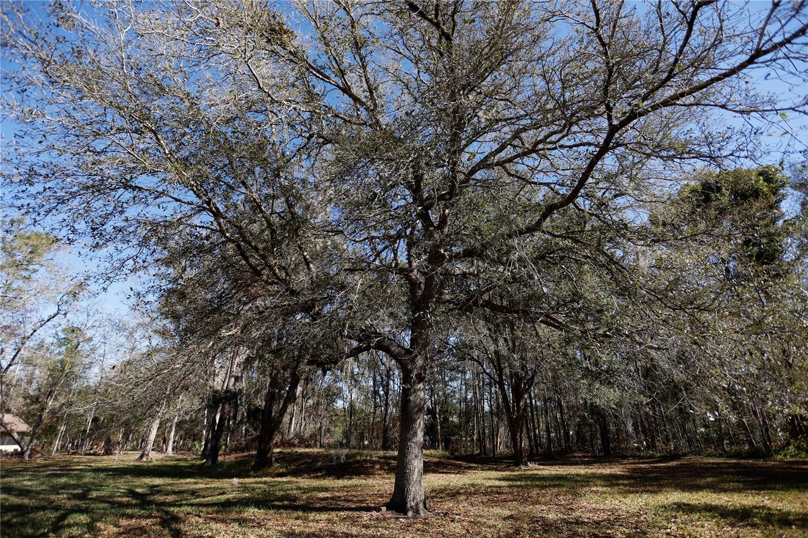 3431 RACKLEY RD, BROOKSVILLE, FL, 34604