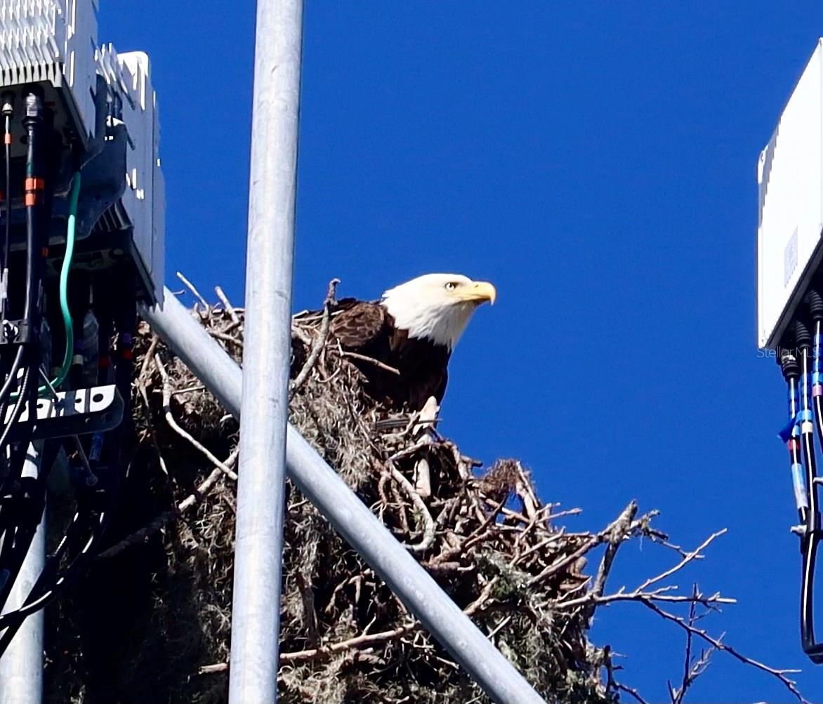 8 CORNING CT, PALM COAST, FL, 32137