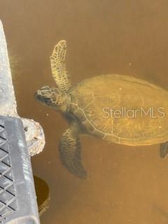 8 CORNING CT, PALM COAST, FL, 32137