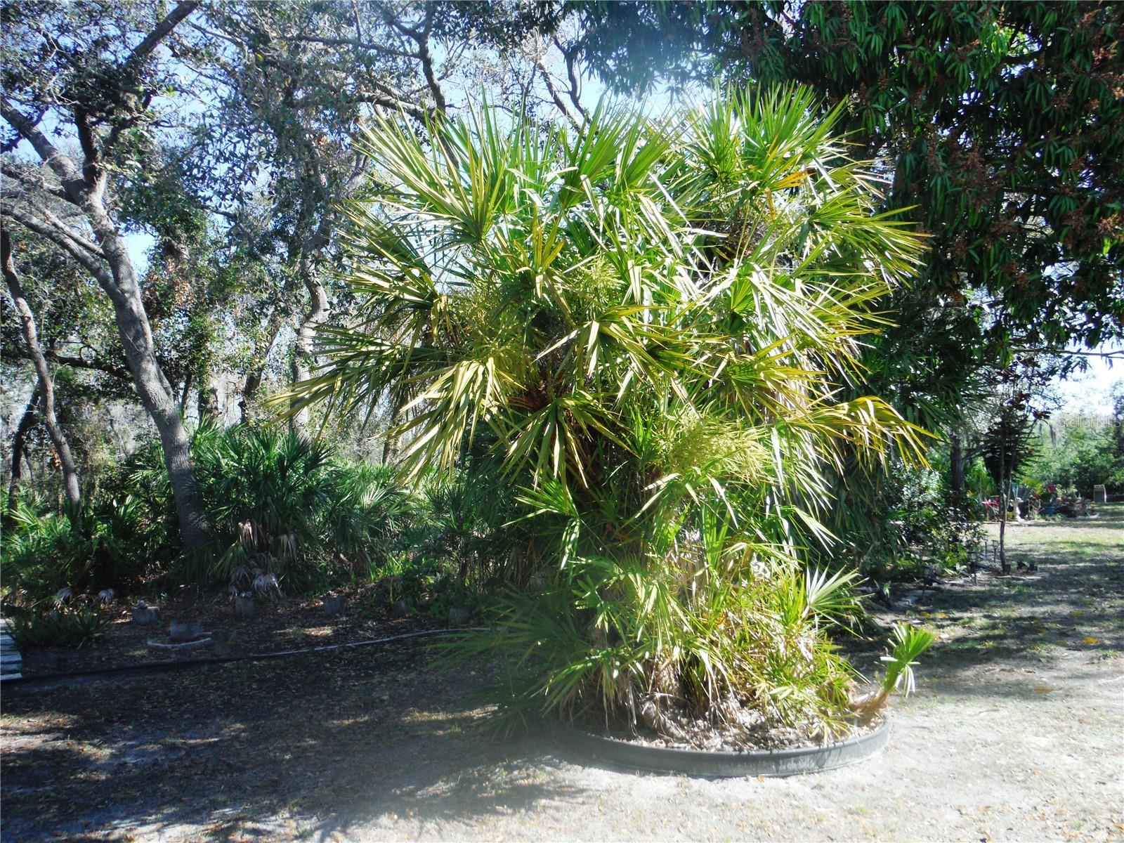 133 CLUBVIEW DR #137, SAFETY HARBOR, FL, 34695