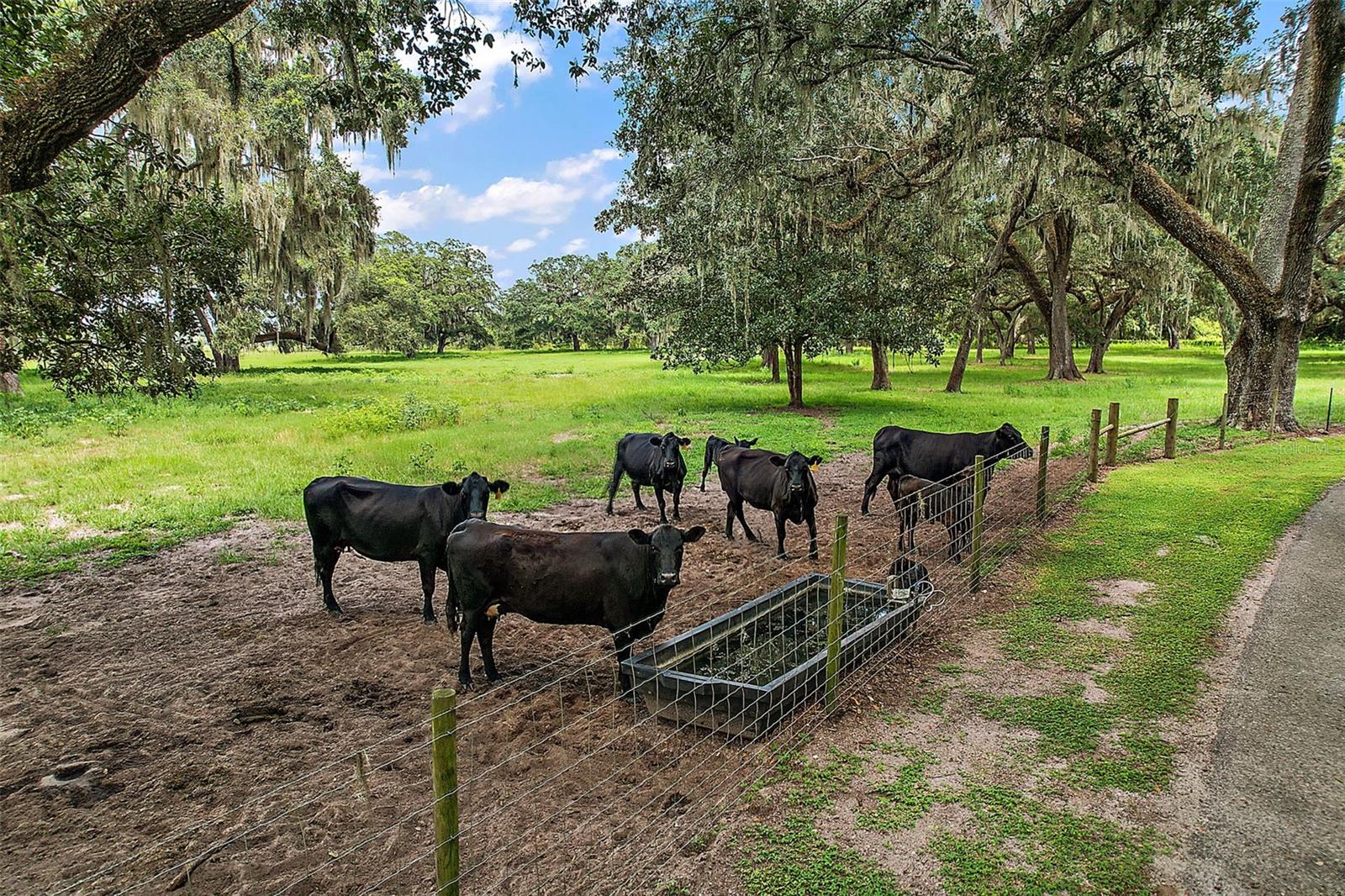 2525 CR 543, SUMTERVILLE, FL, 33585