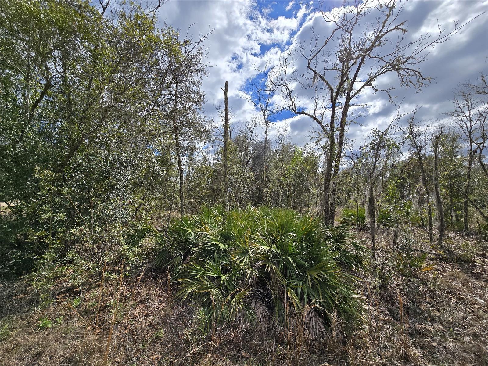 00 NE 115TH AVE, WILLISTON, FL, 32696