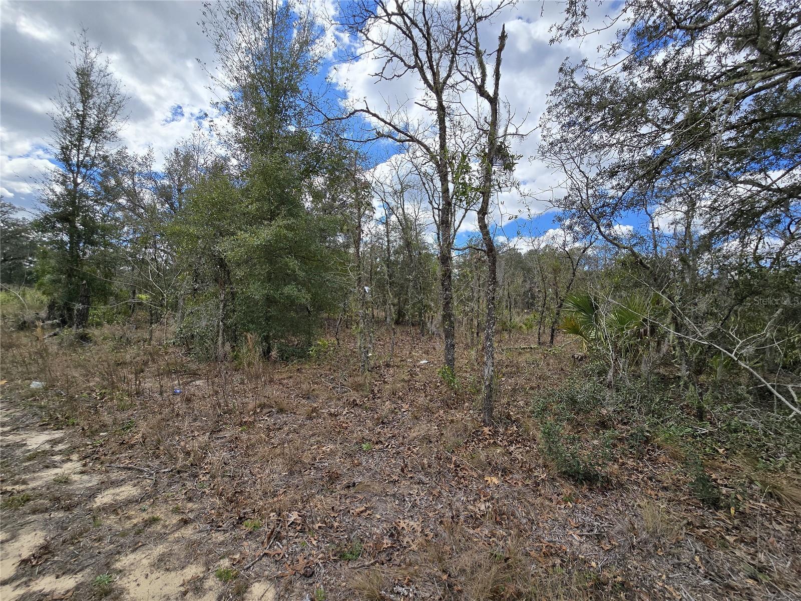 00 NE 115TH AVE, WILLISTON, FL, 32696