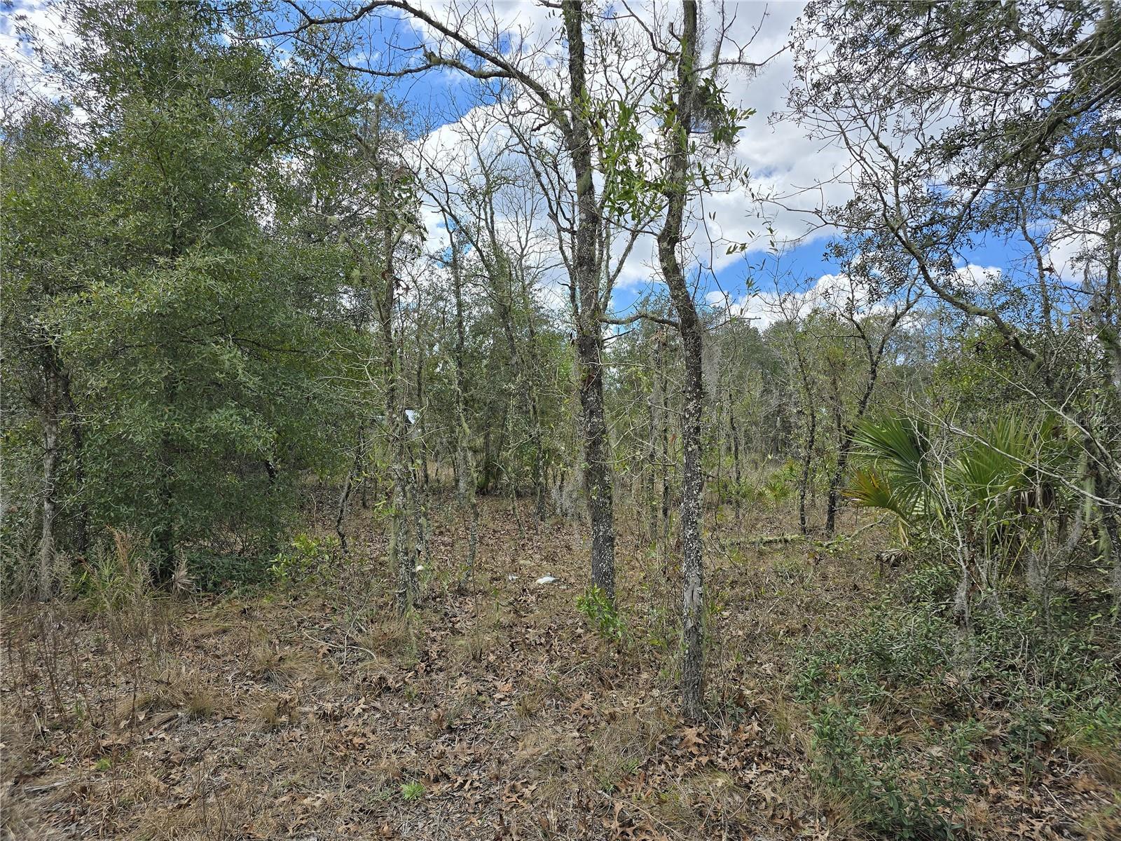 00 NE 115TH AVE, WILLISTON, FL, 32696