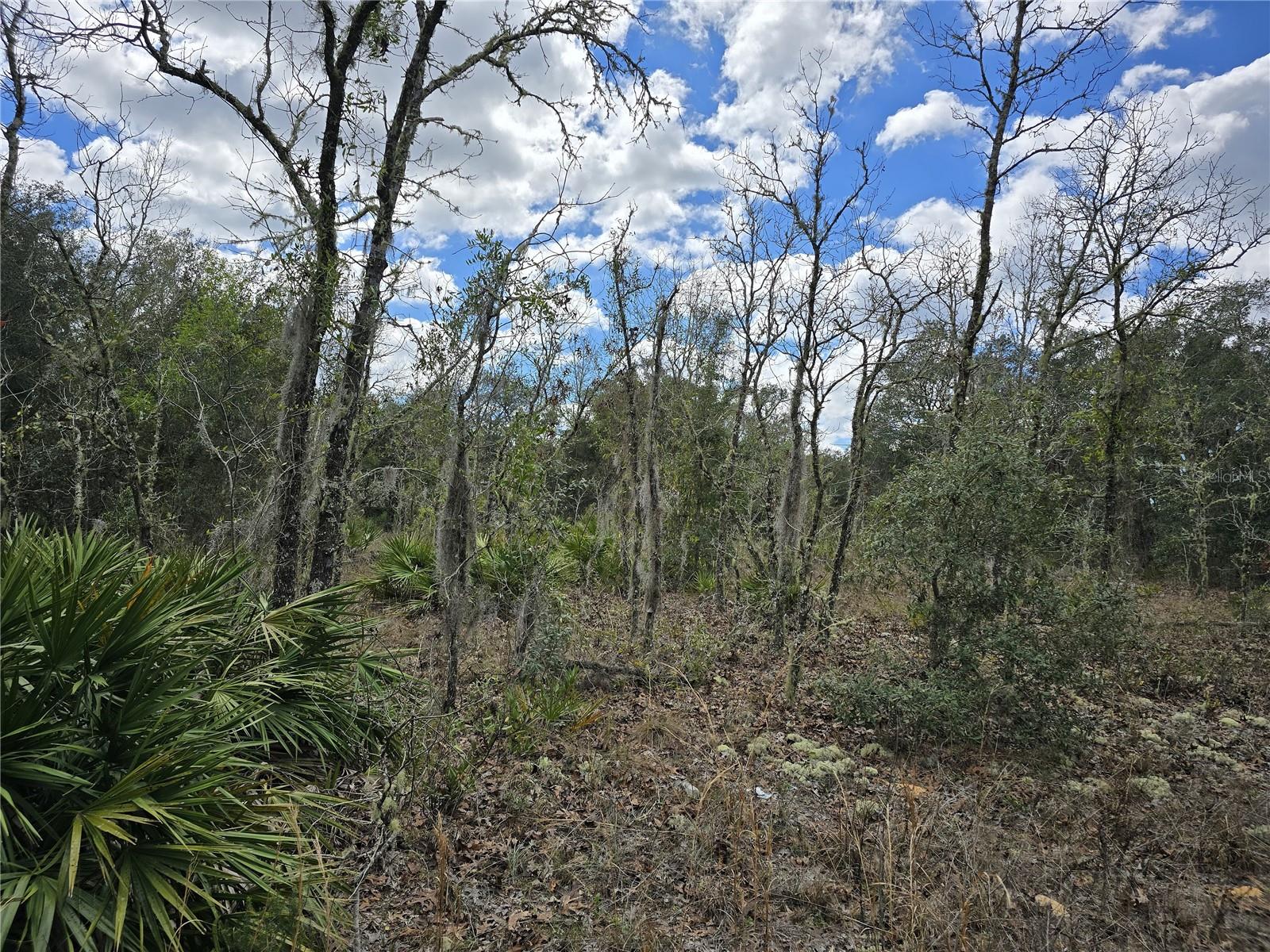 00 NE 115TH AVE, WILLISTON, FL, 32696