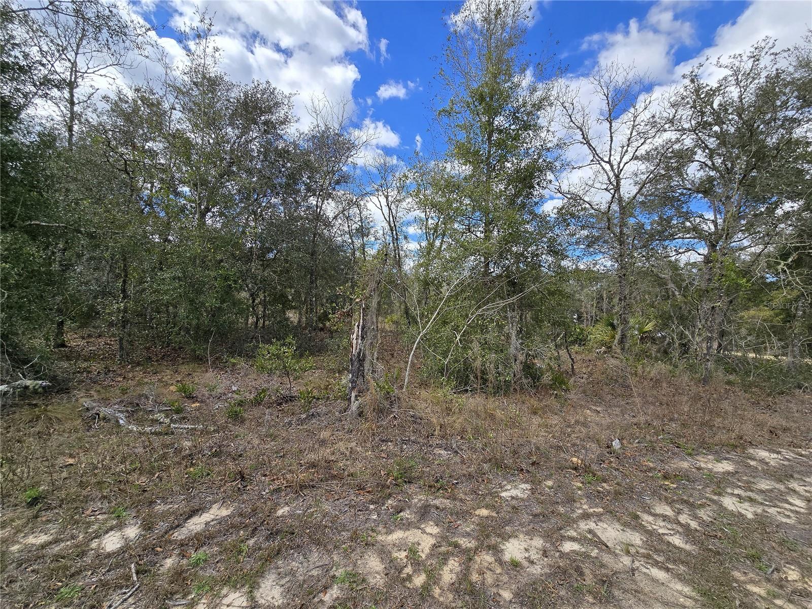 00 NE 115TH AVE, WILLISTON, FL, 32696