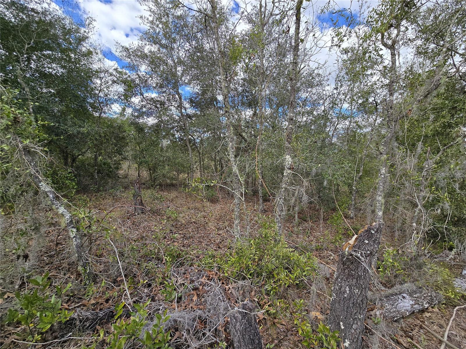 00 NE 115TH AVE, WILLISTON, FL, 32696