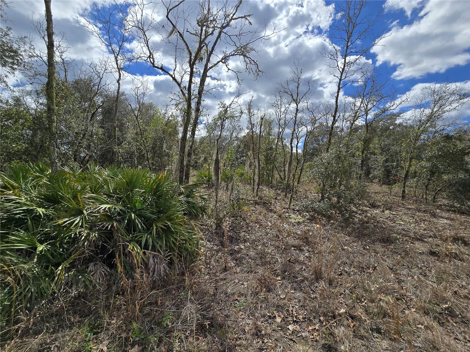 00 NE 115TH AVE, WILLISTON, FL, 32696