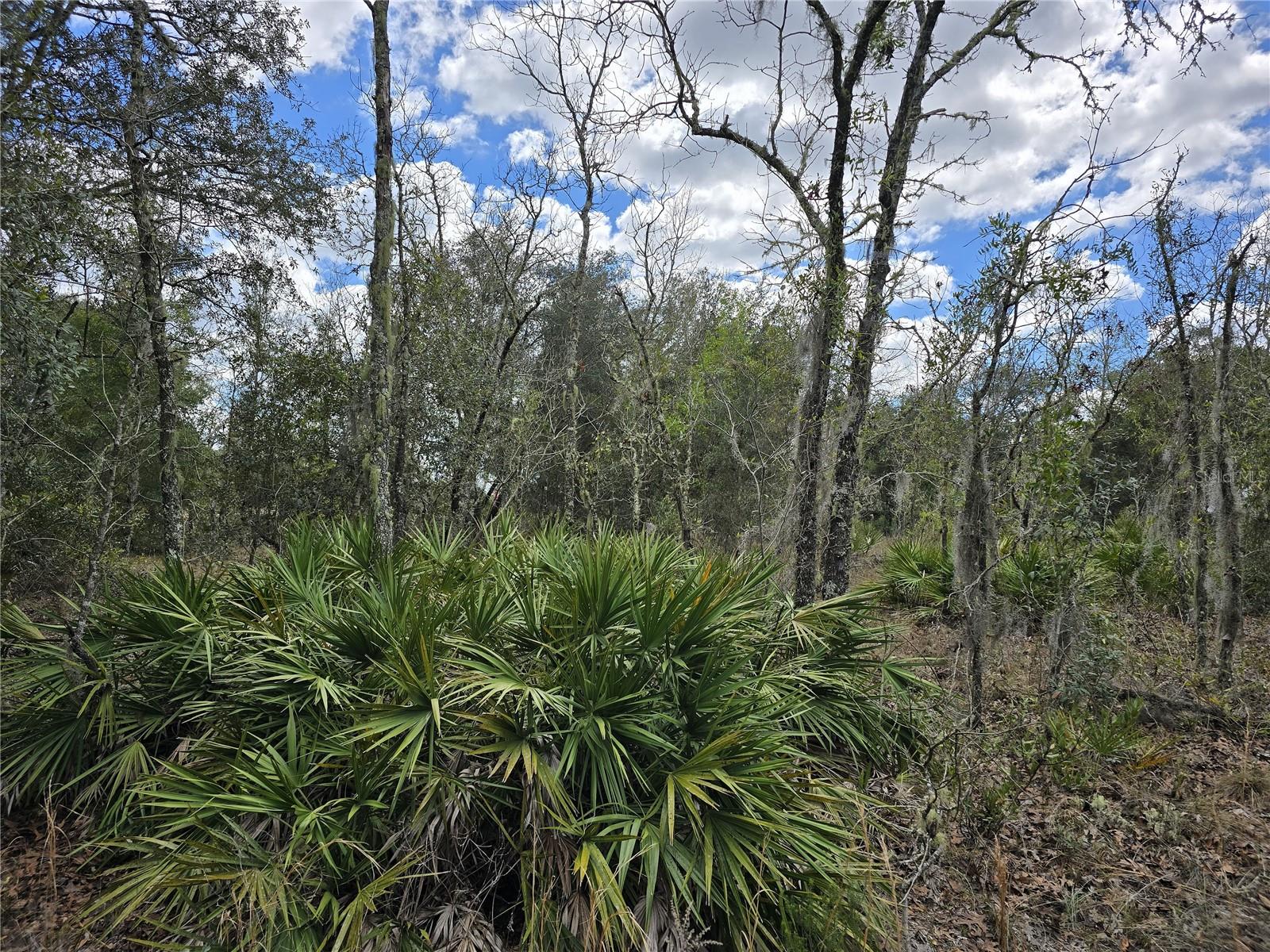 00 NE 115TH AVE, WILLISTON, FL, 32696