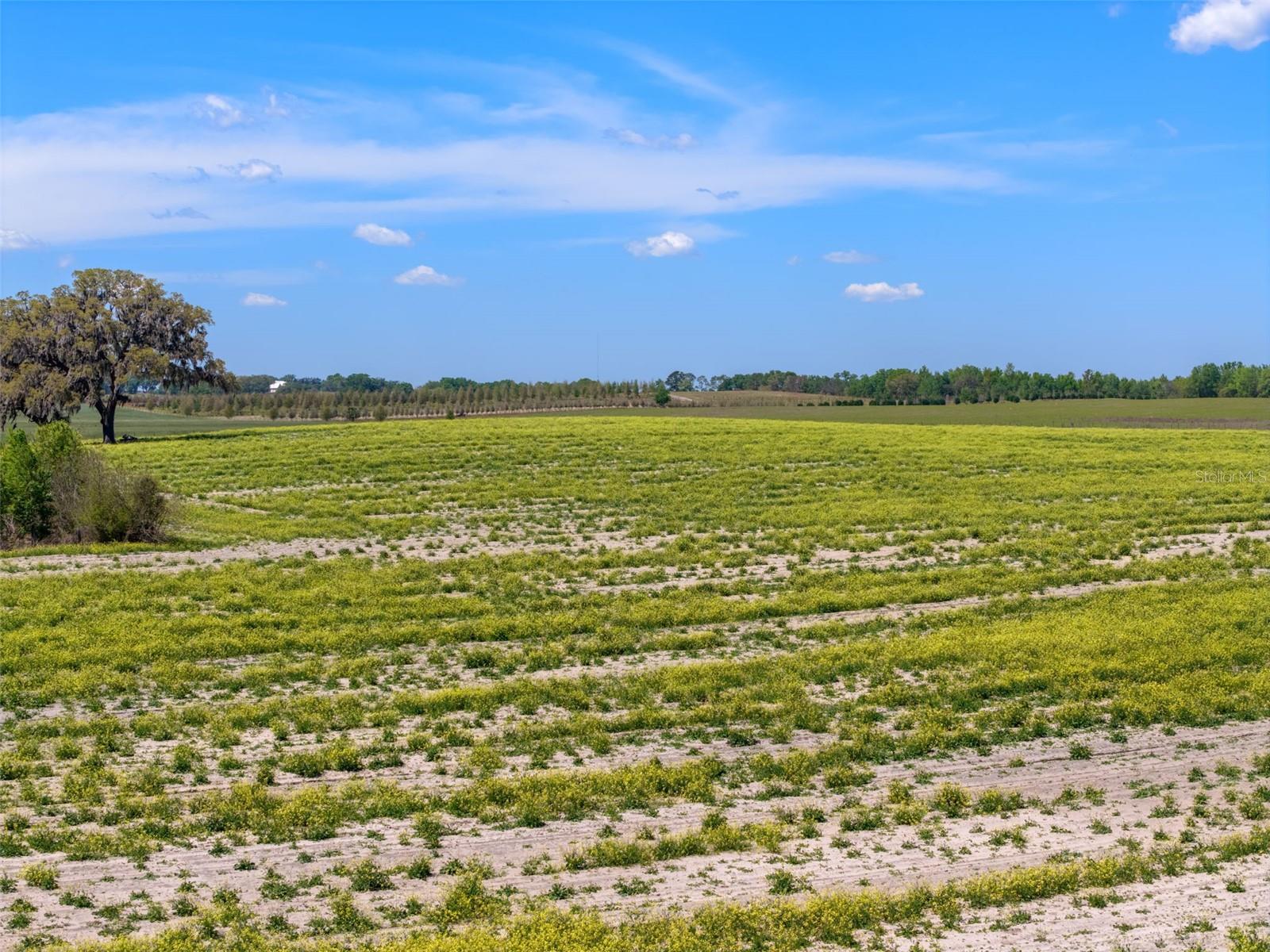 TBD NW 13TH ST, DUNNELLON, FL, 34431