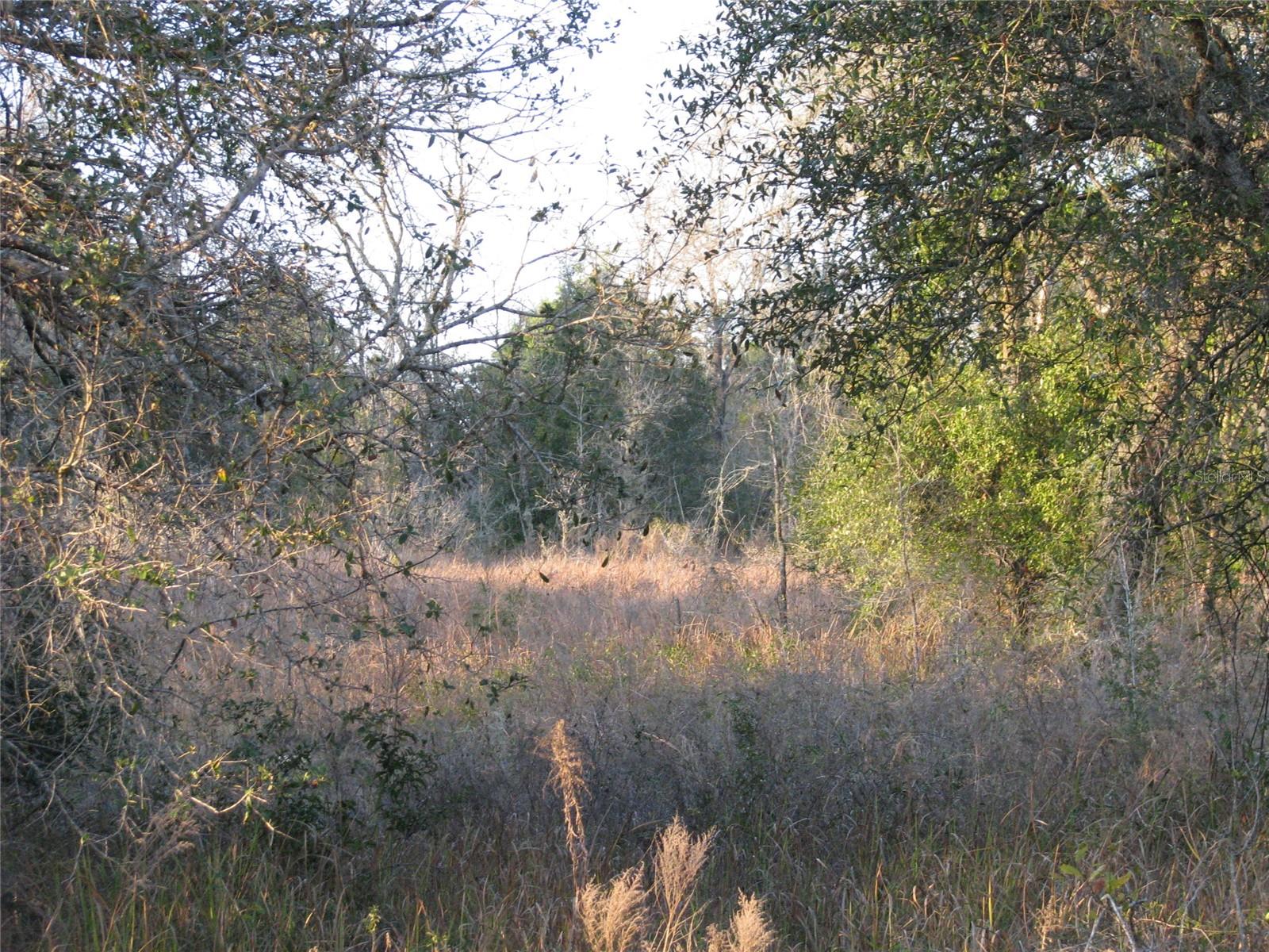 Lot 36 SW 60TH PL, OCALA, FL, 34481