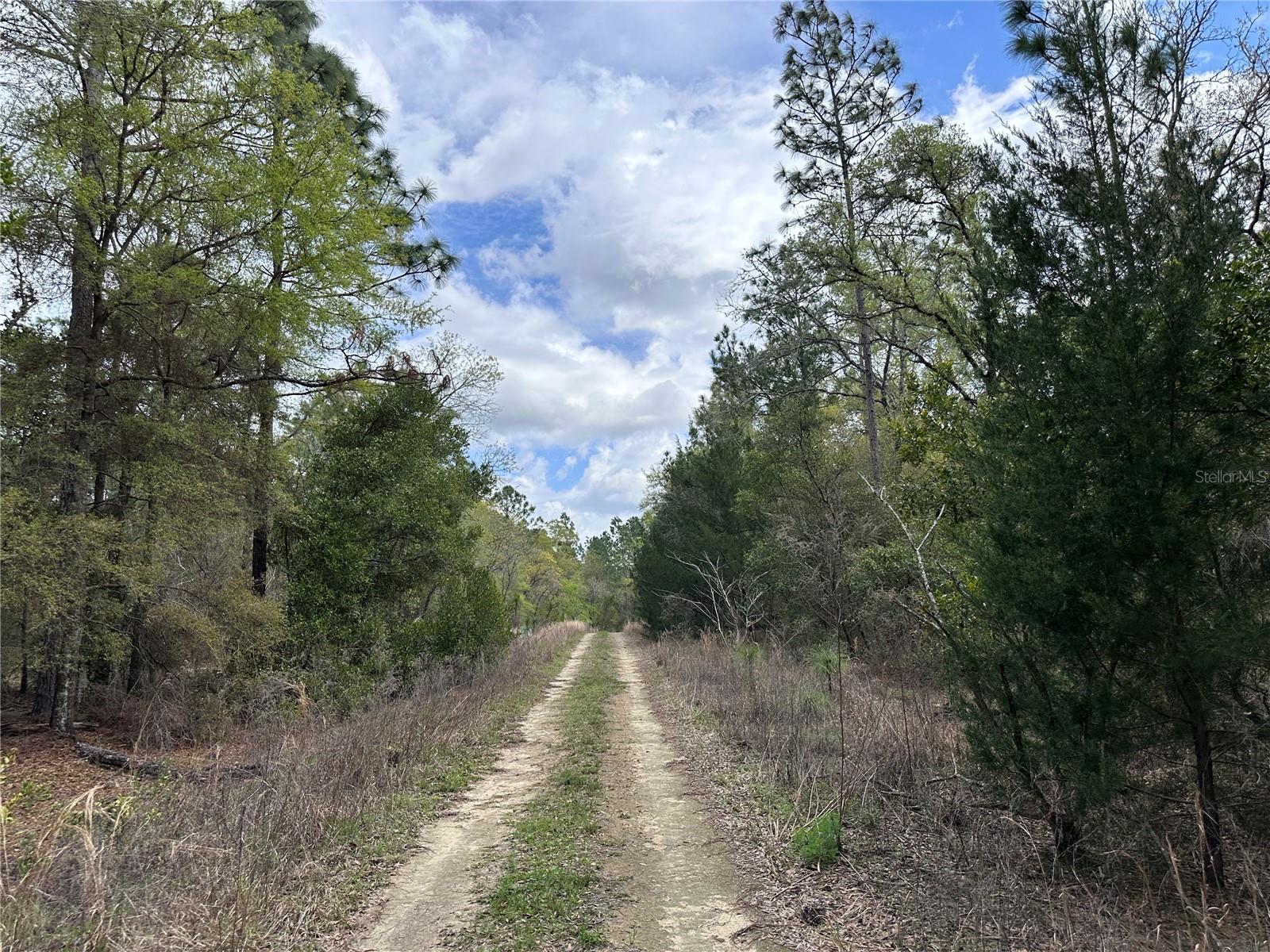 TBD NE 12TH LN, WILLISTON, FL, 32696