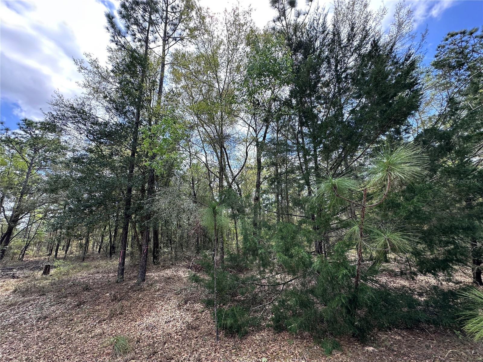 TBD NE 12TH LN, WILLISTON, FL, 32696