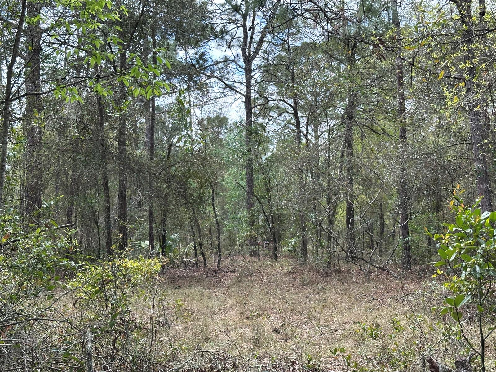 TBD NE 12TH LN, WILLISTON, FL, 32696