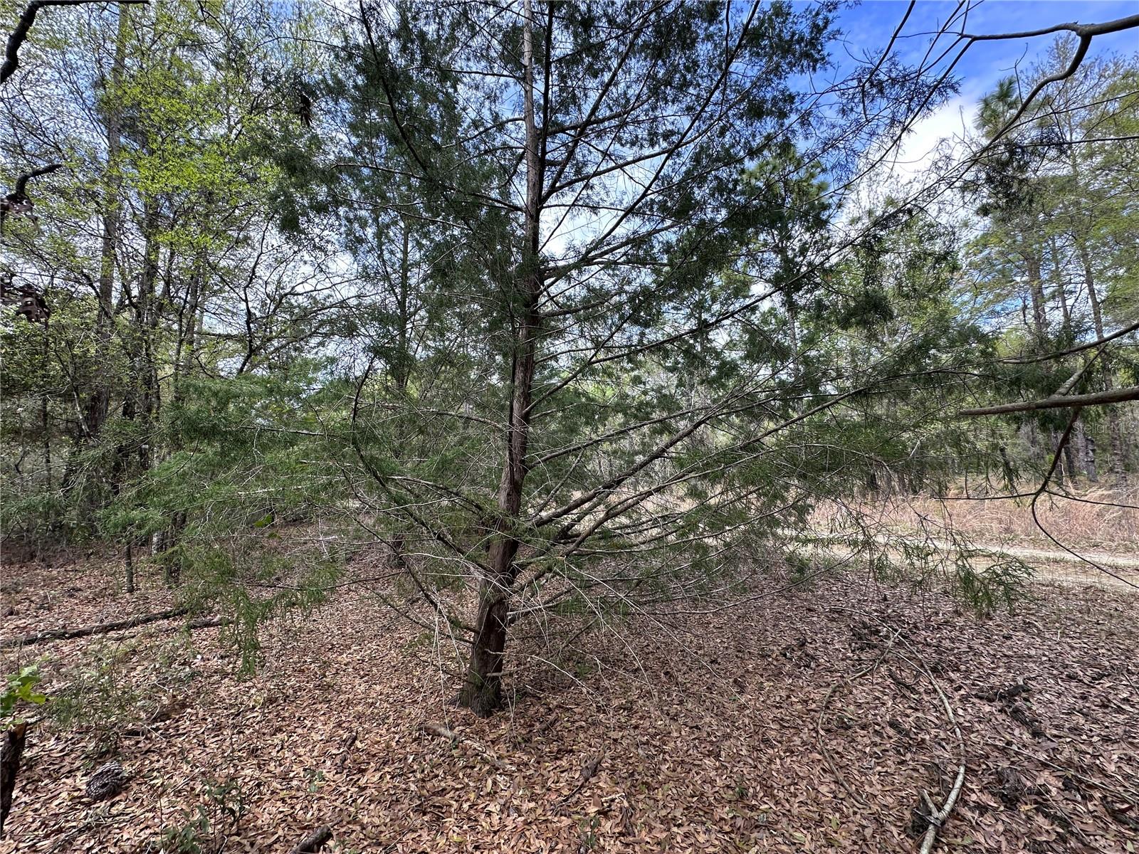 TBD NE 12TH LN, WILLISTON, FL, 32696