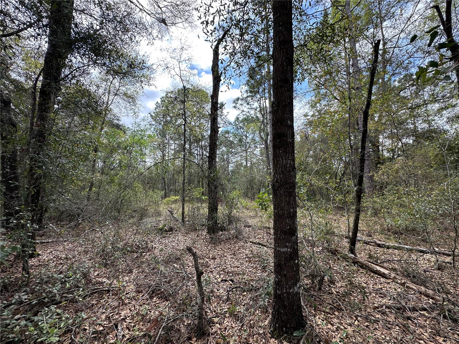 TBD NE 12TH LN, WILLISTON, FL, 32696
