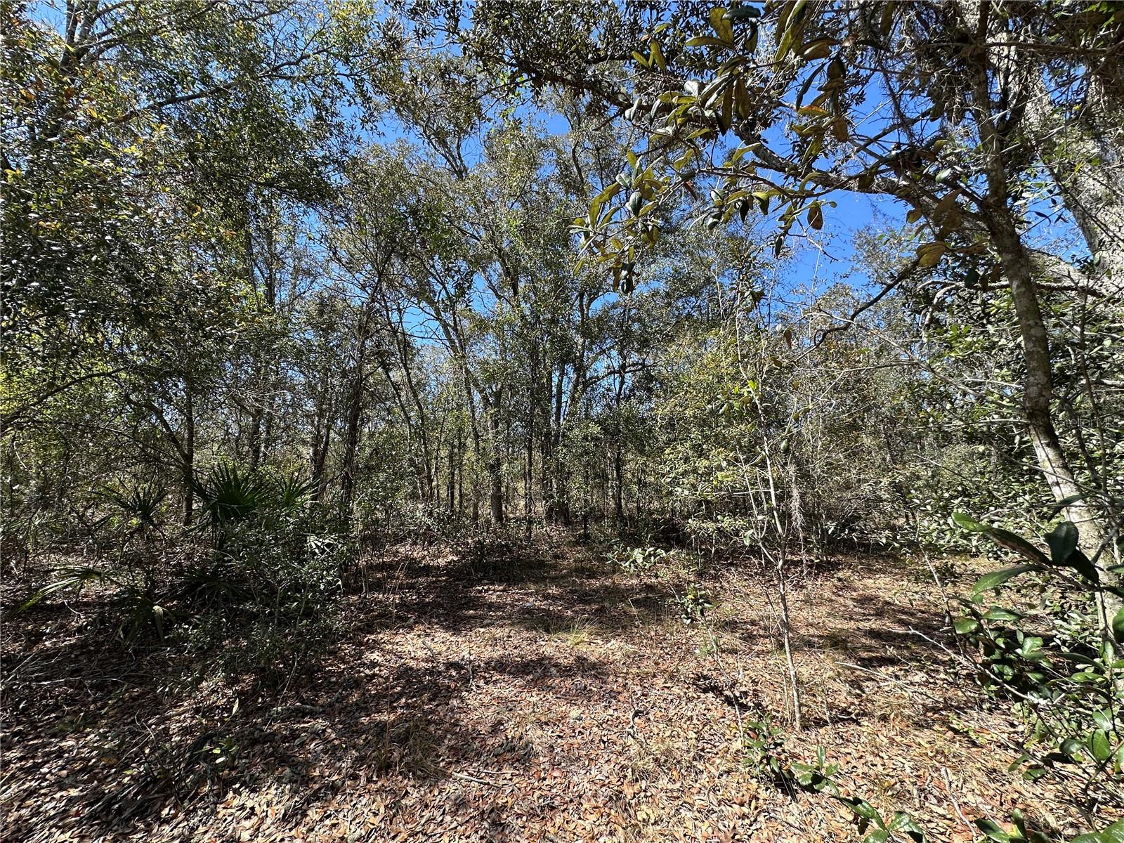 TBD NE 122ND AVE, WILLISTON, FL, 32696