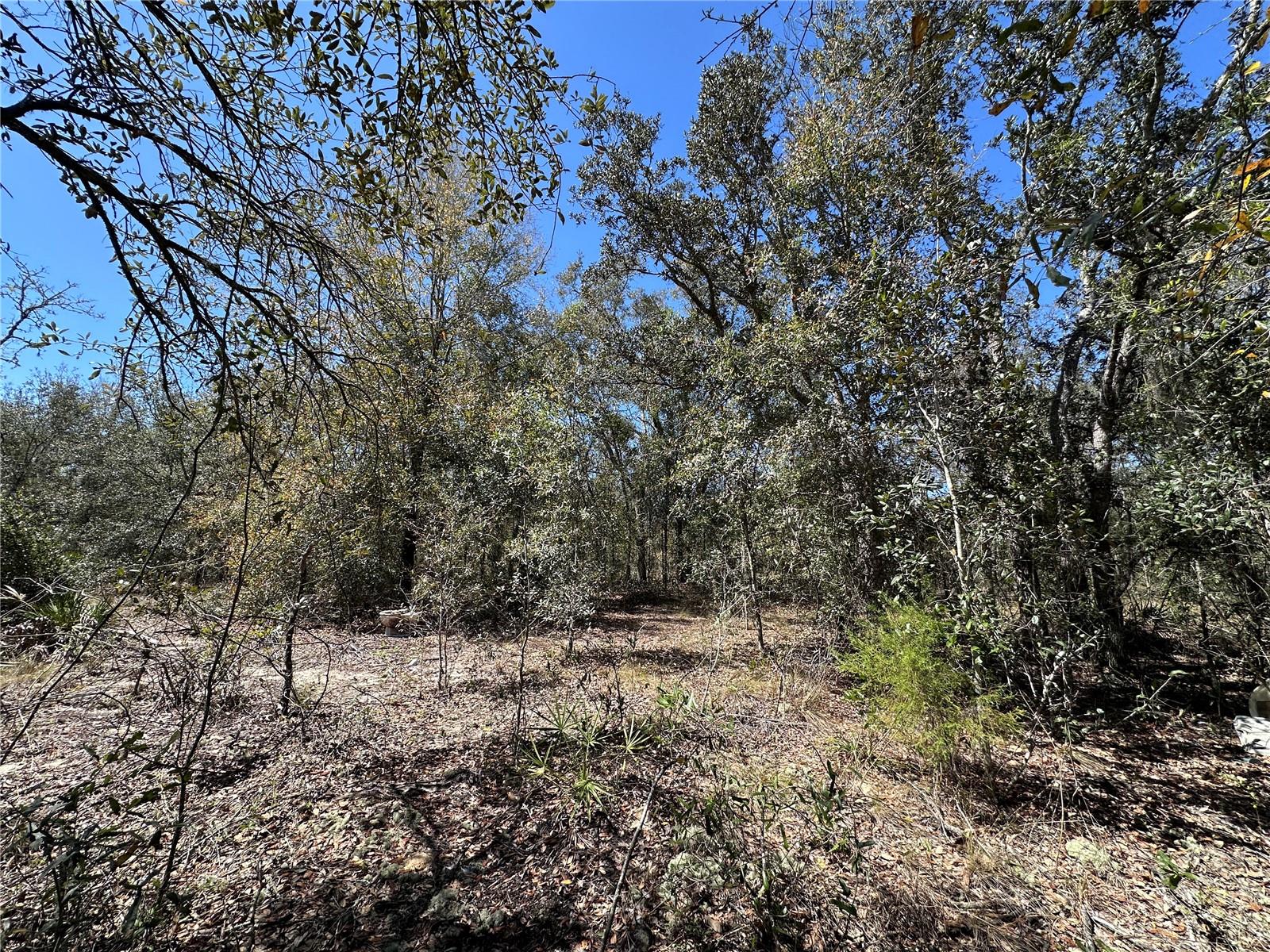 TBD NE 122ND AVE, WILLISTON, FL, 32696