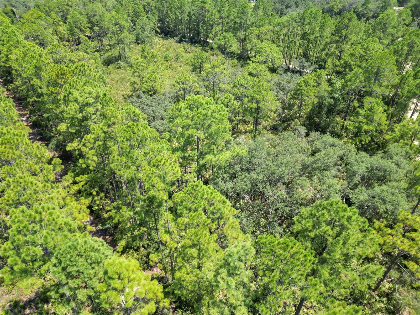 313 TALL PINE TRL, SATSUMA, FL, 32189