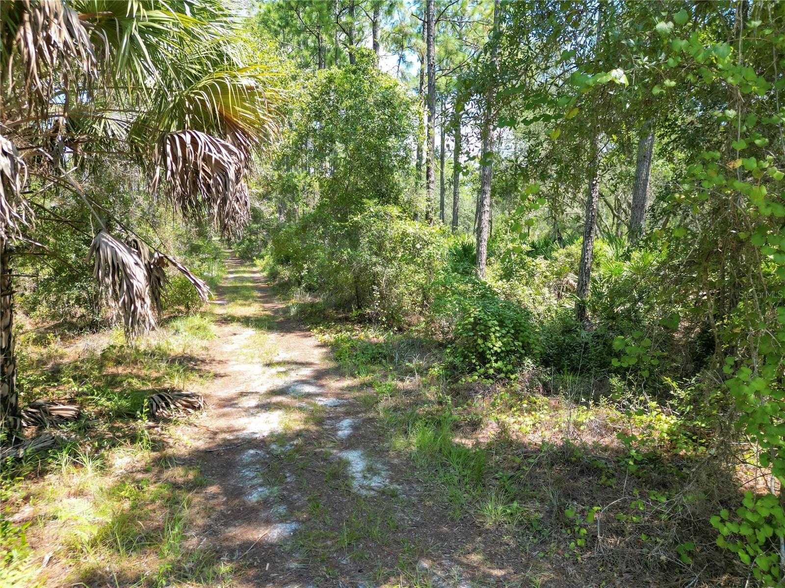 313 TALL PINE TRL, SATSUMA, FL, 32189