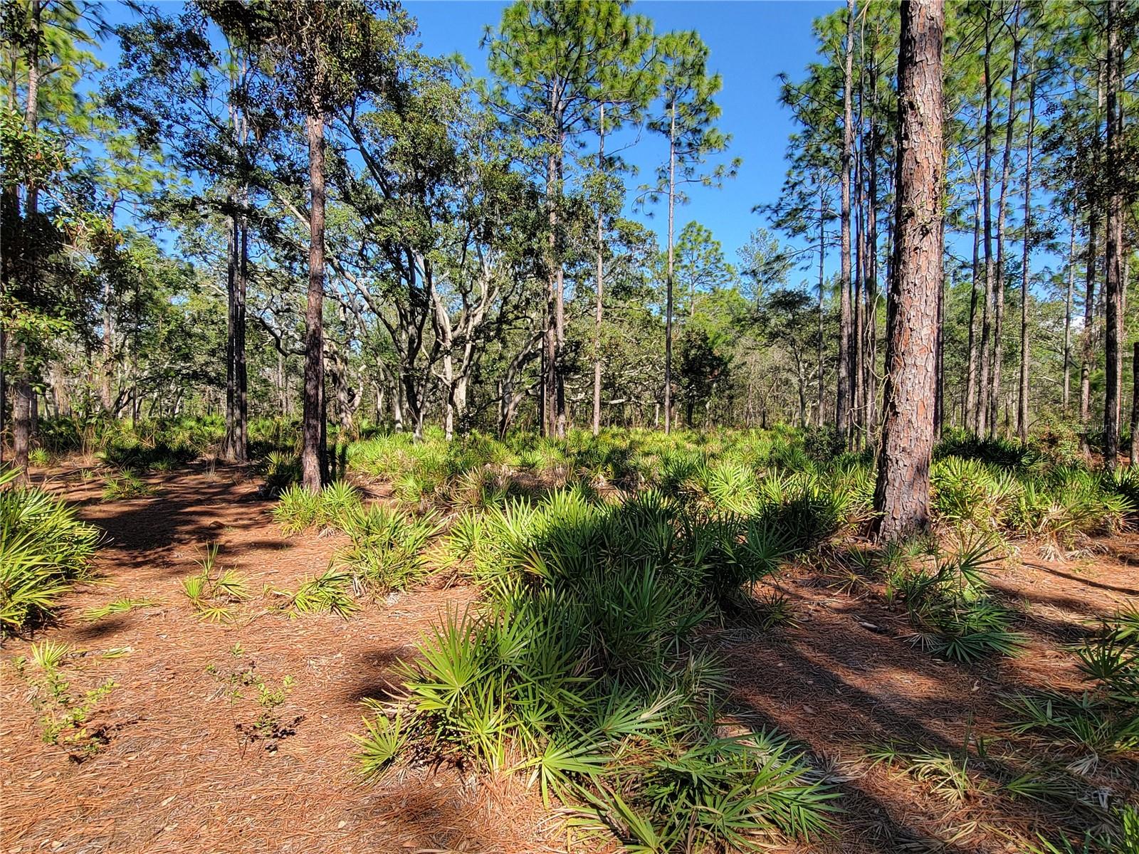 16442 HARDEMAN JCT, WEEKI WACHEE, FL, 34614